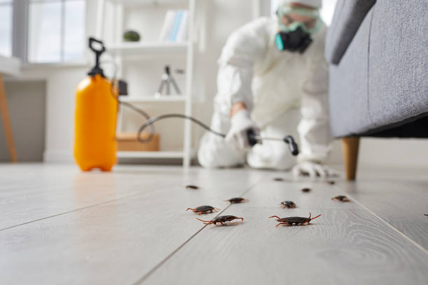 Commercial Kitchen Cockroach Control in Highlands